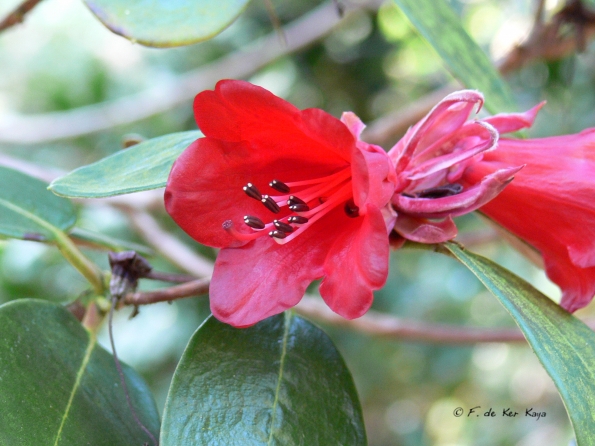 Bois des Moutiers (85) mars 2012
